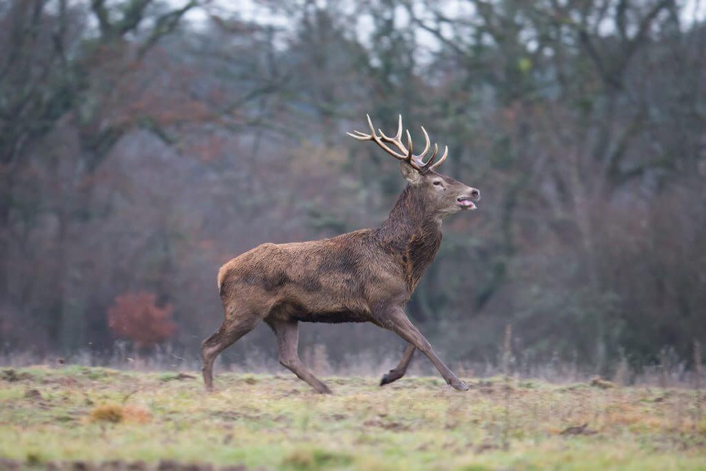 cerf en mouvement