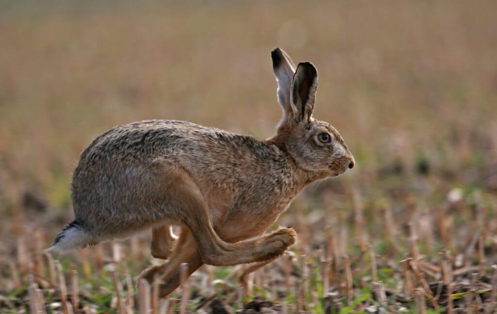 lièvre en mouvement