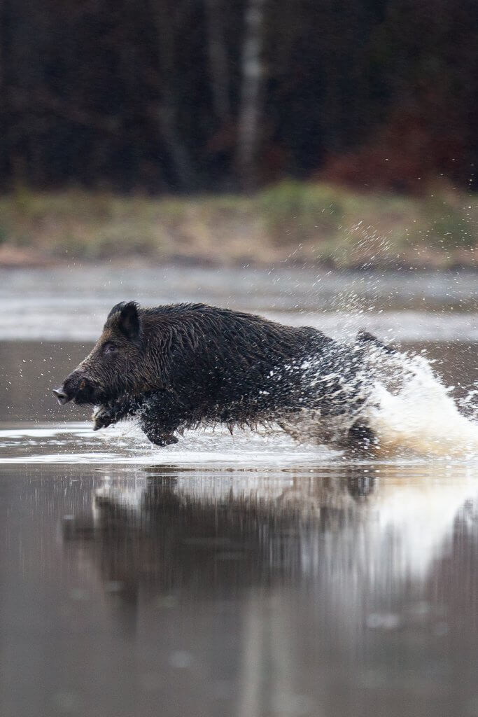 sanglier court dans l'eau