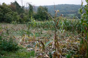 plantation agicole endomagée