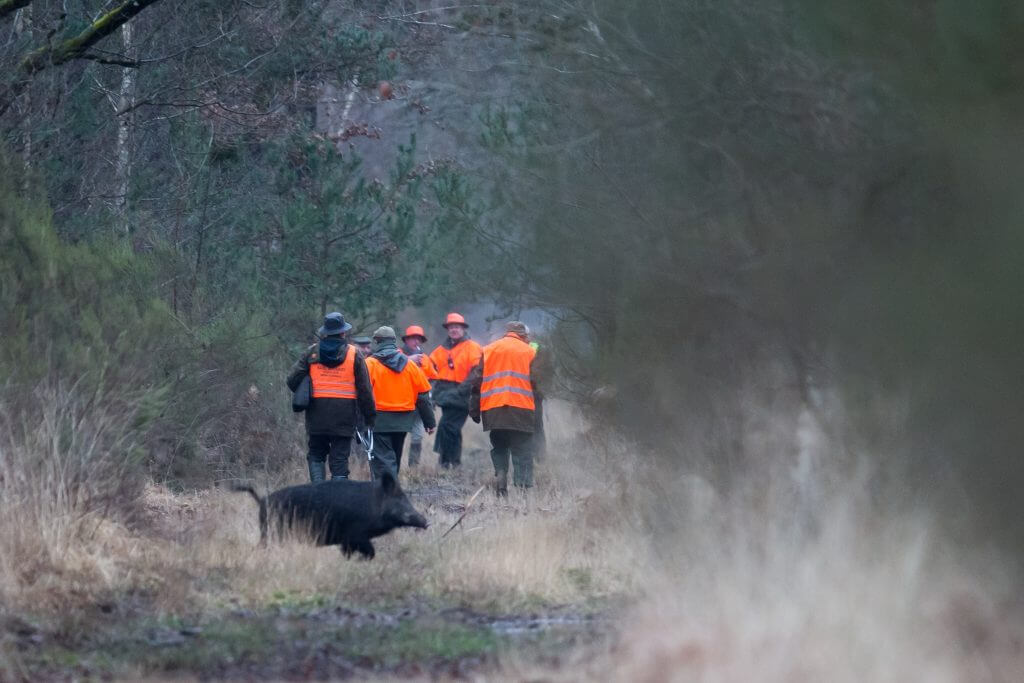 un sanglier passe derrière des chasseurs