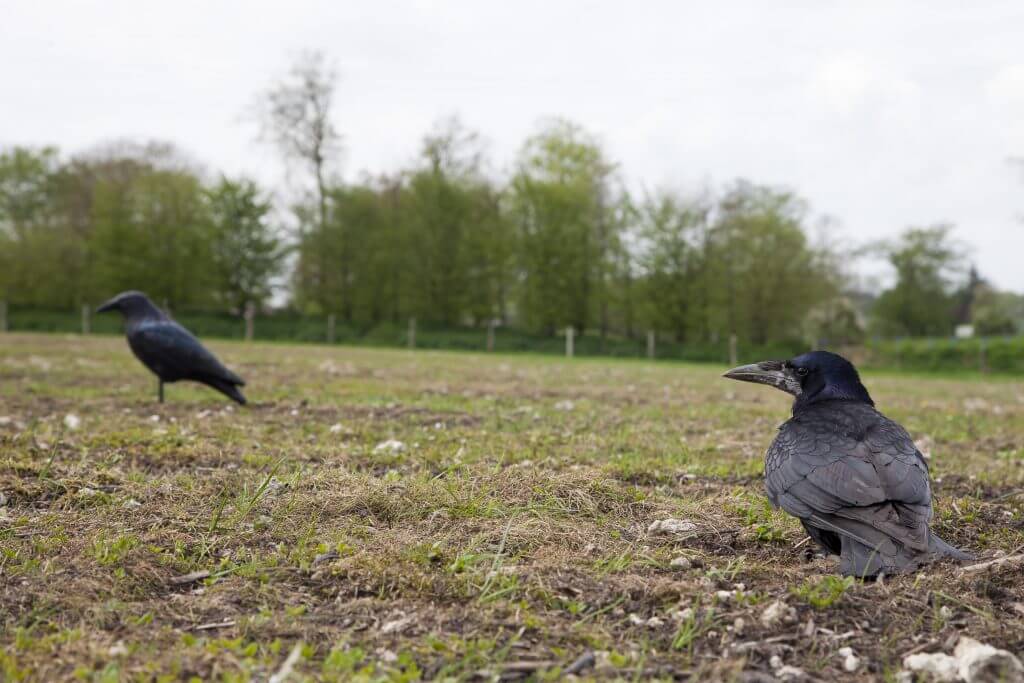 corvidé sur terrain de chasse