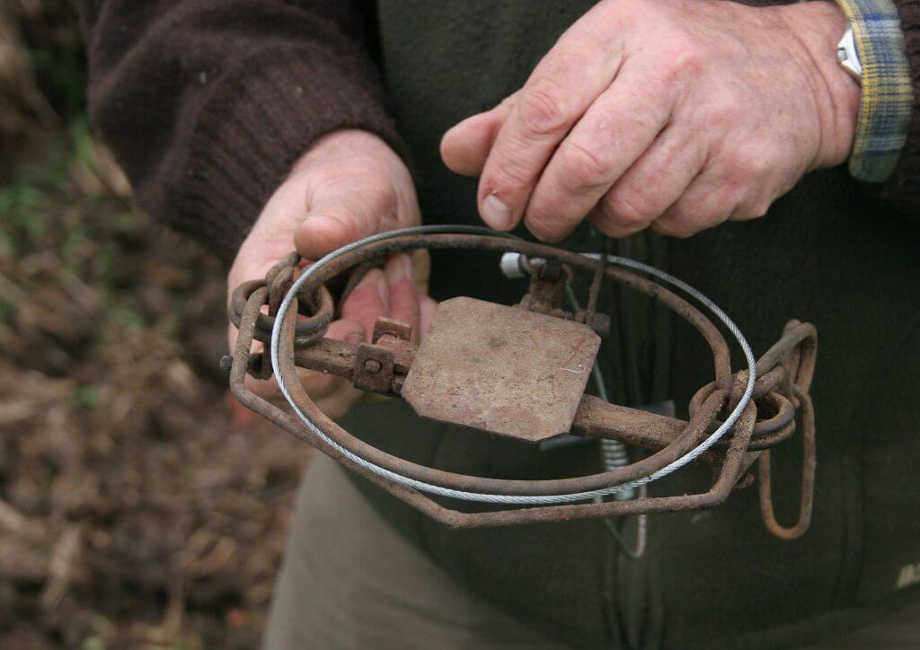 préparation d'un piège de chasse