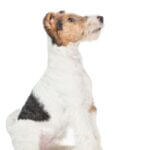 Fox,Terrier,Puppy,Sitting,And,Looking,Away,And,Up,On