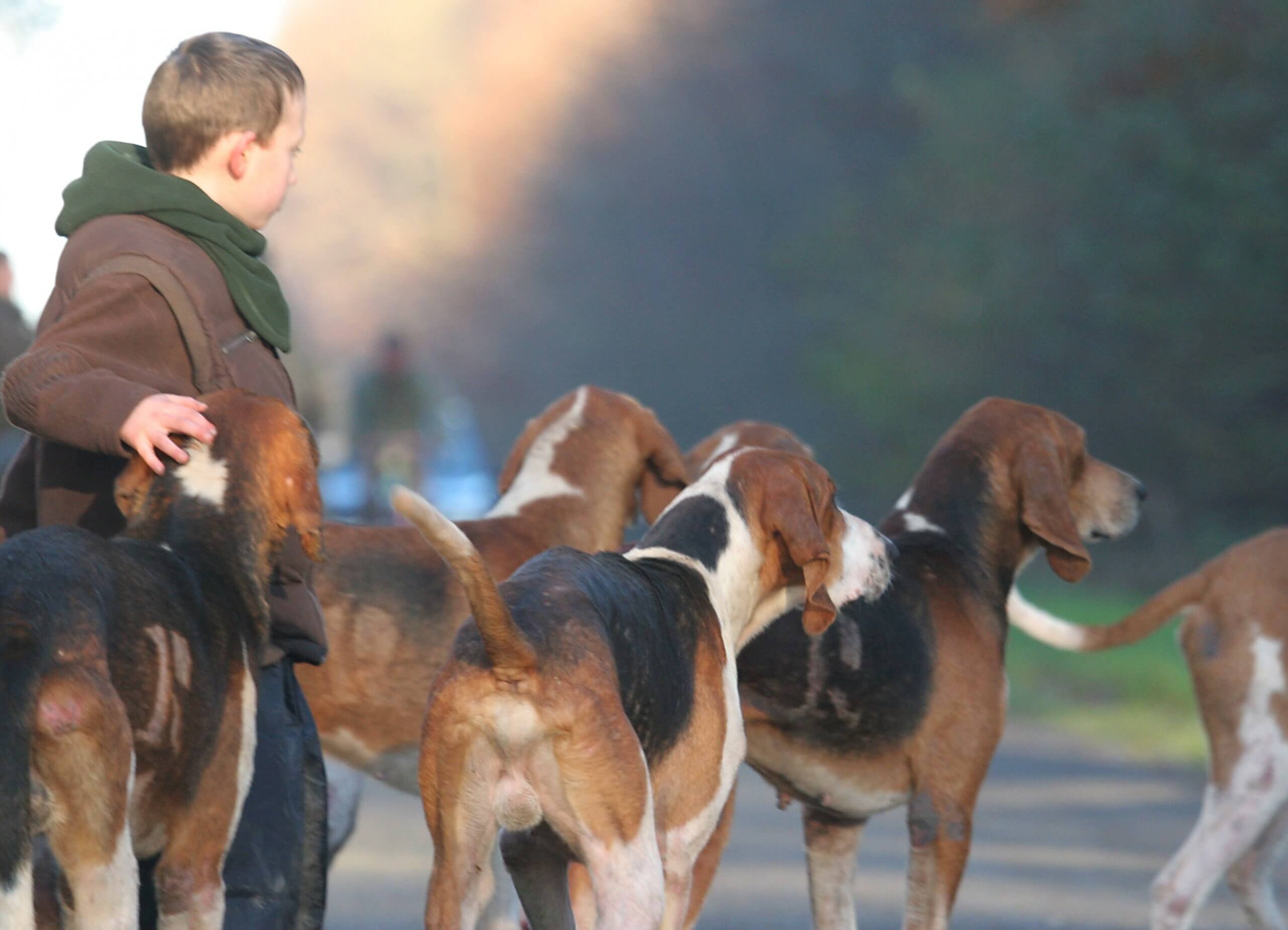 enfant avec chiens de chasse