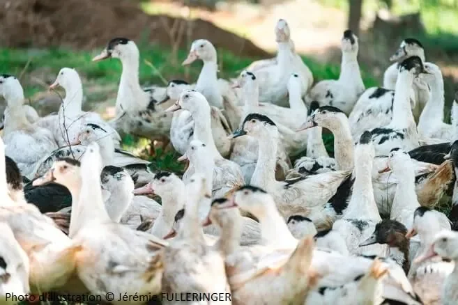 grippe aviaire